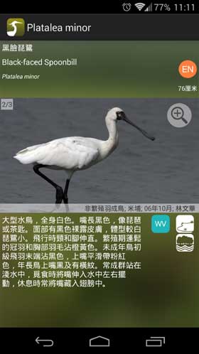 HKcBirds 香港常見鳥類