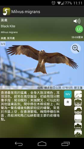 HKcBirds 香港常见鸟类