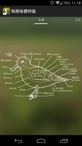 香港常見鳥類 