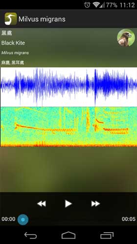 HKcBirds 香港常见鸟类 鸟鸣