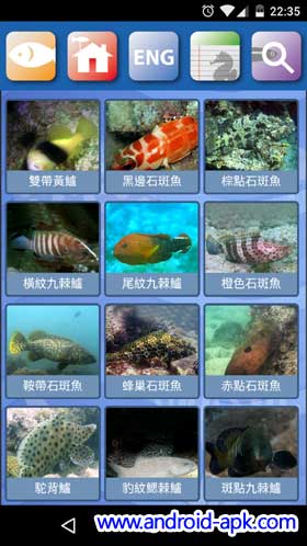 香港魚類 分類