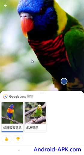 Google Lens 鳥