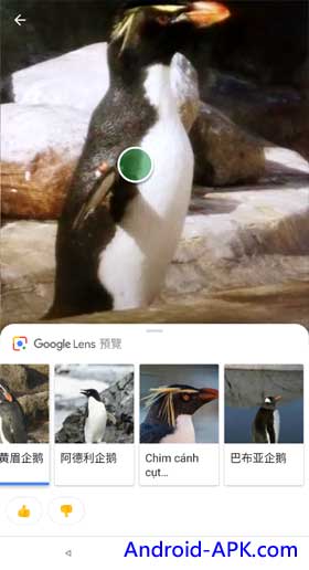Google Lens 動物
